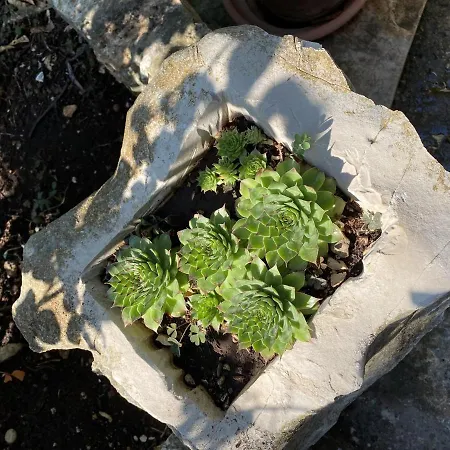 度假居 In 6375 尼亚卢卡